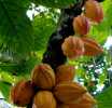 Cocoa growth eases to 3.8% after spectacular recovery in 2025